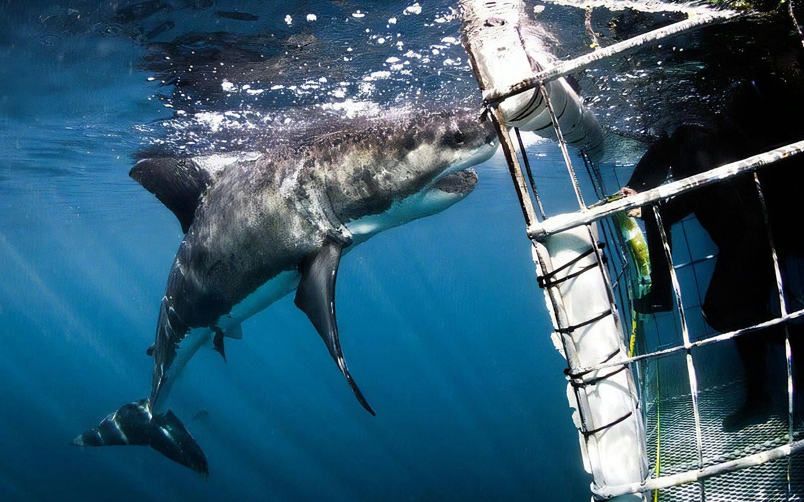 Shark approaching cage during diving excursion in Gansbaai.