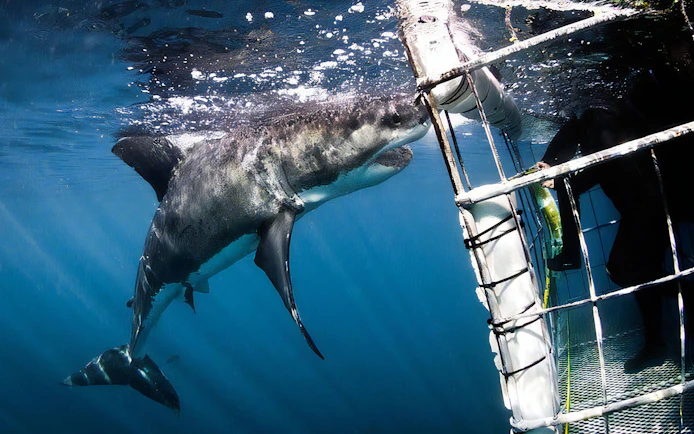 Shark approaching cage during diving excursion in Gansbaai.