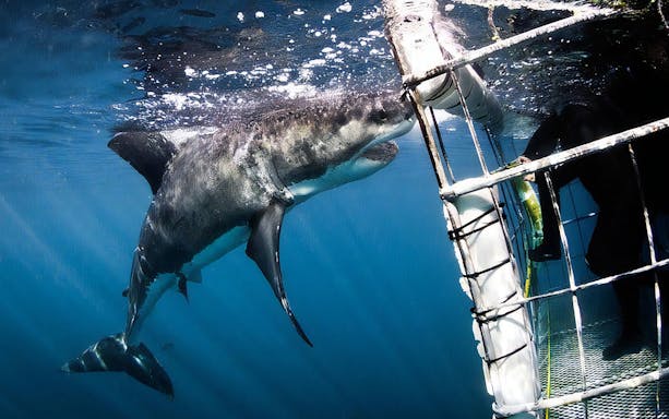 Shark approaching cage during diving excursion in Gansbaai.