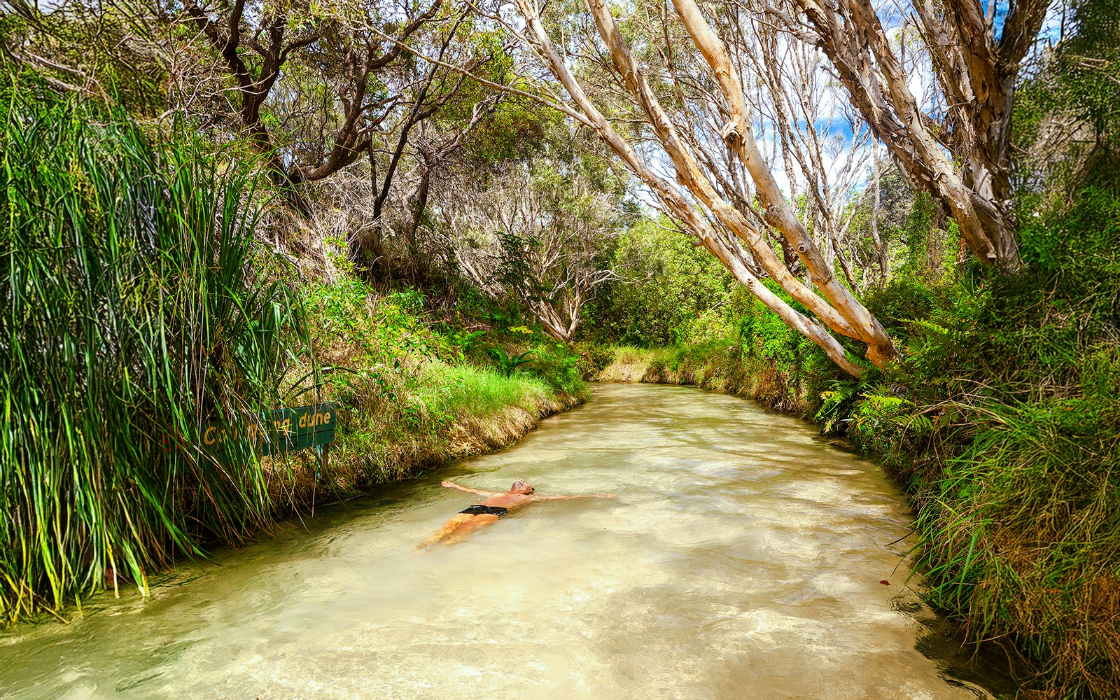Man swimming in Eli Creek on Fraser Island, K'gari, surrounded by lush greenery.