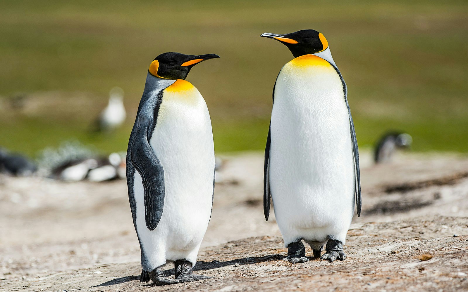 Two King Penguins standing on a sandy beach in a natural habitat.