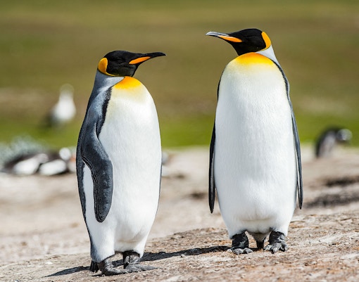 King Penguin, Bird Paradise