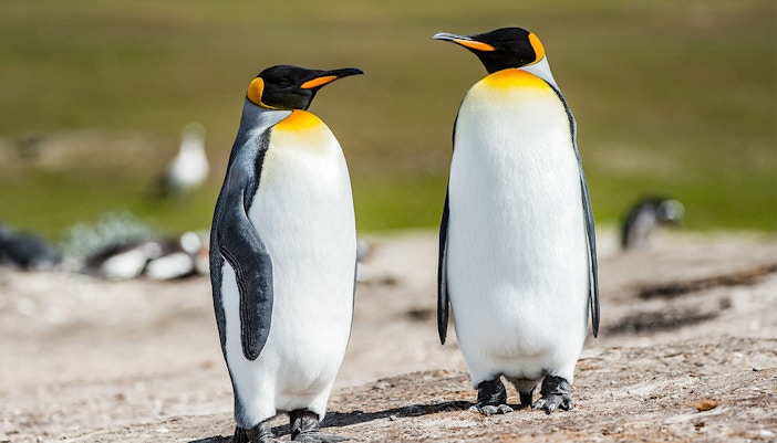 Two King Penguins standing on a sandy beach in a natural habitat.