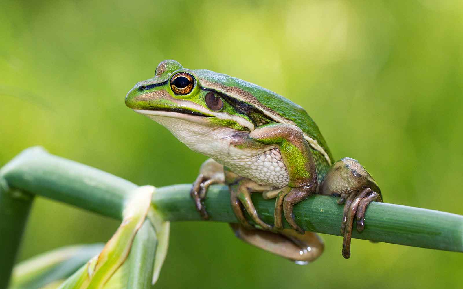 Green and Golden Bell Frog perched on a green stem in natural habitat.