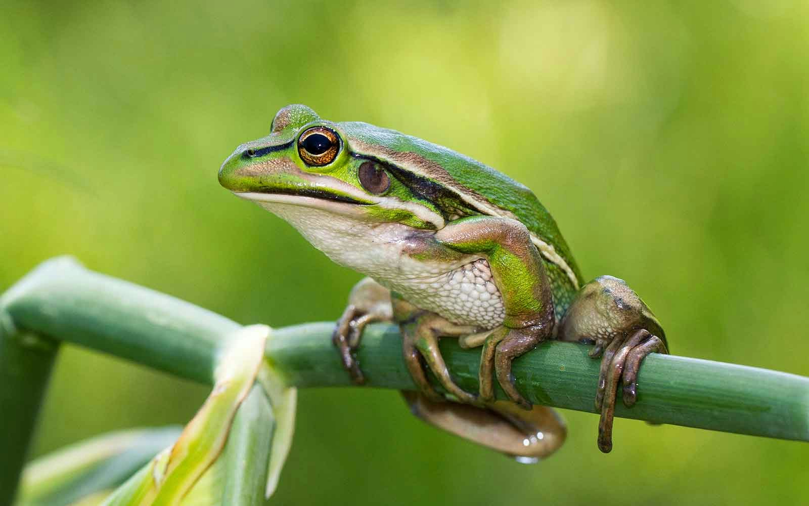 Green and Golden Bell Frog