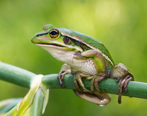 Green and Golden Bell Frog perched on a green stem in natural habitat.