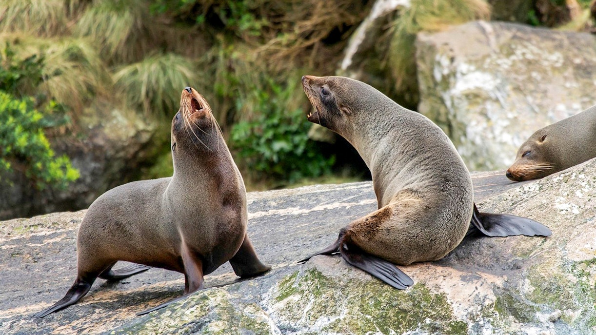 Seals on rocks in Doubtful Sound, New Zealand, during an overnight cruise from Manapouri.