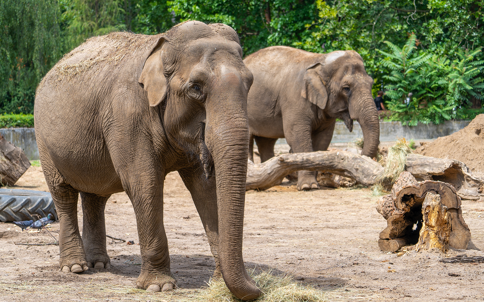 Elephant Park - Schonbrunn Zoo