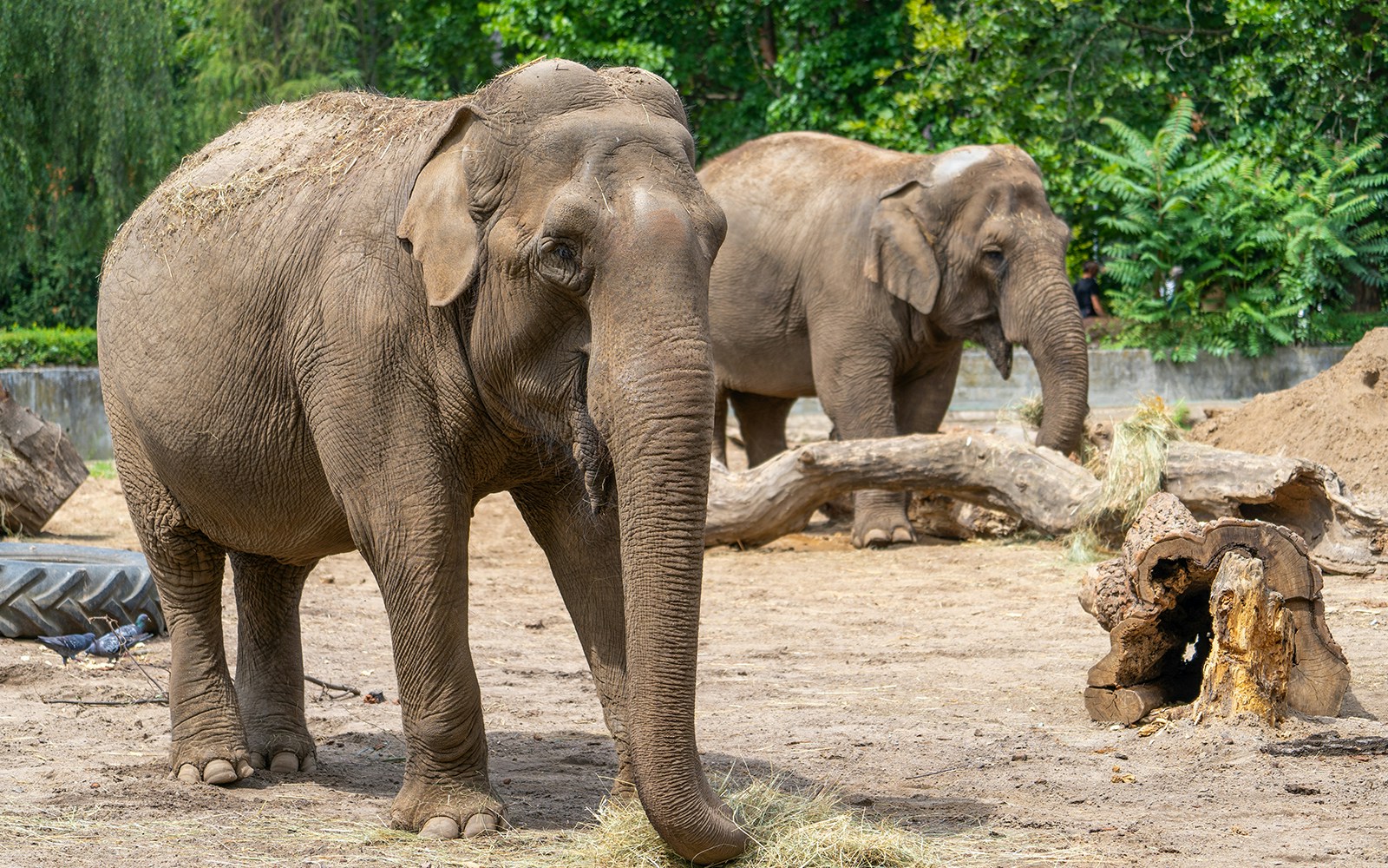 Asian and African Elephants