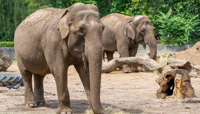 Elephant Park - Schonbrunn Zoo