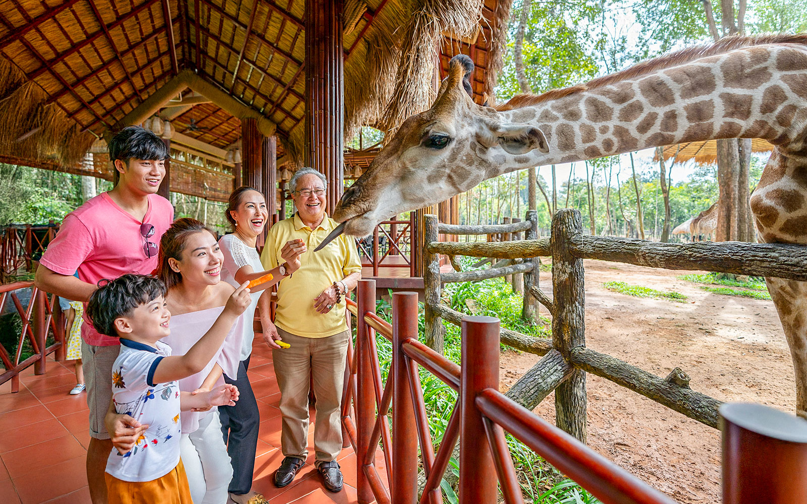 Guests feeding giraffes at Vinpearl Safari, Vietnam.