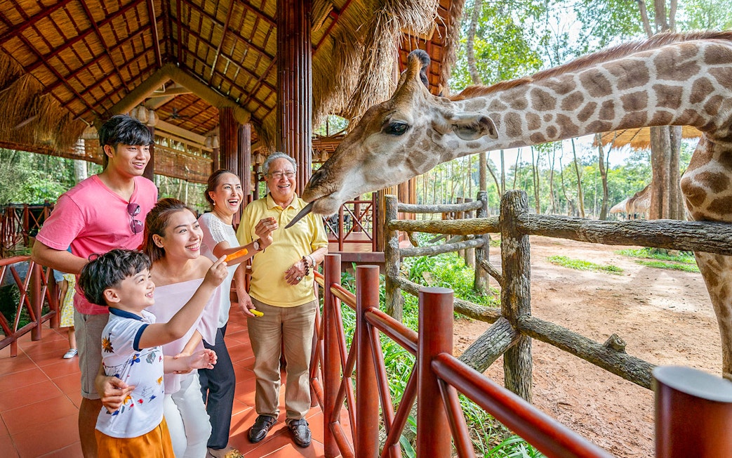 Guests feeding giraffes at Vinpearl Safari, Vietnam.