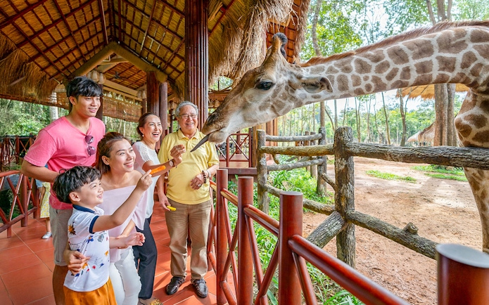 Guests feeding giraffes at Vinpearl Safari, Vietnam.