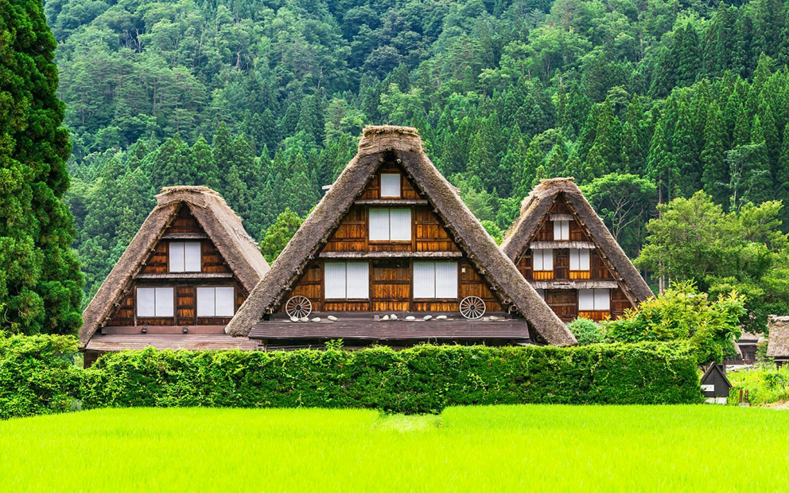 Traditional gassho-zukuri houses in Shirakawa-go village, surrounded by lush greenery.