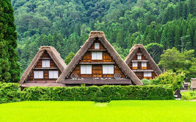Traditional gassho-zukuri houses in Shirakawa-go village, surrounded by lush greenery.