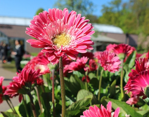 Tulp Festival Amsterdam tickets