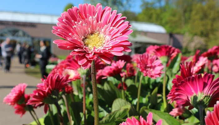 Keukenhof Events