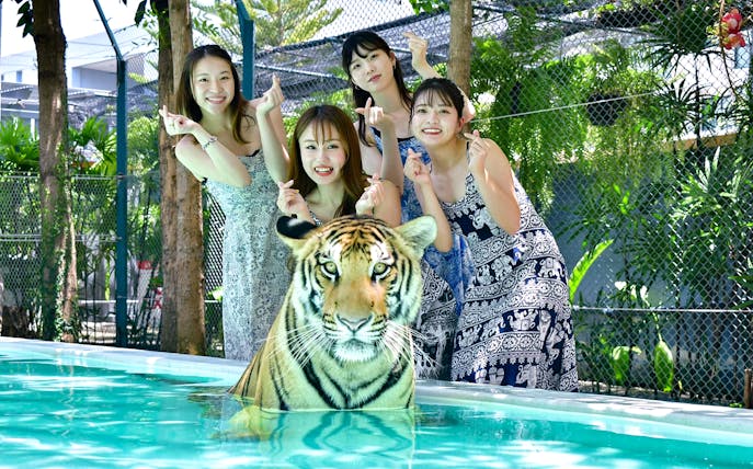 Tiger in pool with visitors at Tiger Park Pattaya, Thailand.