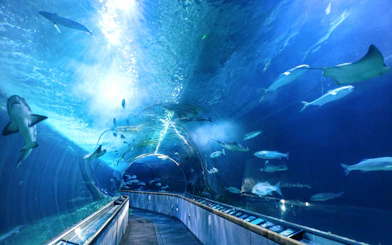 Underwater tunnel with fish at Aquarium of the Bay, San Francisco.