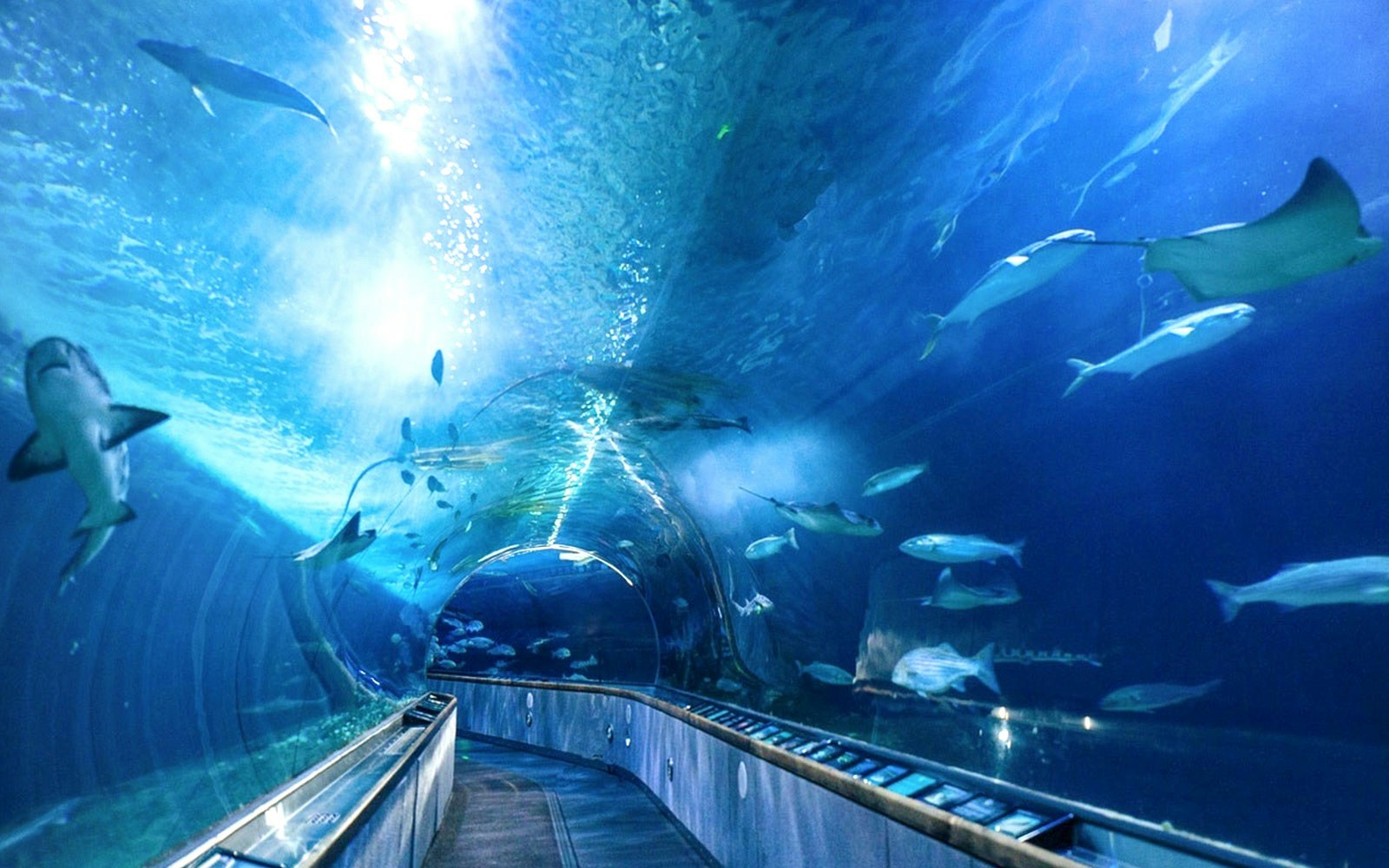 Visitors exploring underwater tunnel at Aquarium of the Bay, San Francisco.