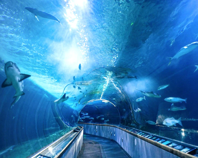 Aquarium of the Bay Tickets