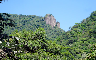 Tijuca Forest lush greenery with rocky peak, Rio de Janeiro.