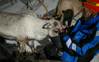Reindeer being fed by a person in Tromso.