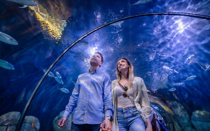 Couple walking through Oceanogràfic aquarium tunnel surrounded by fish.