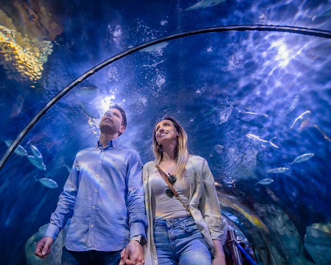 Combo: Oceanogràfic + Science Museum + Hemisfèric Tickets