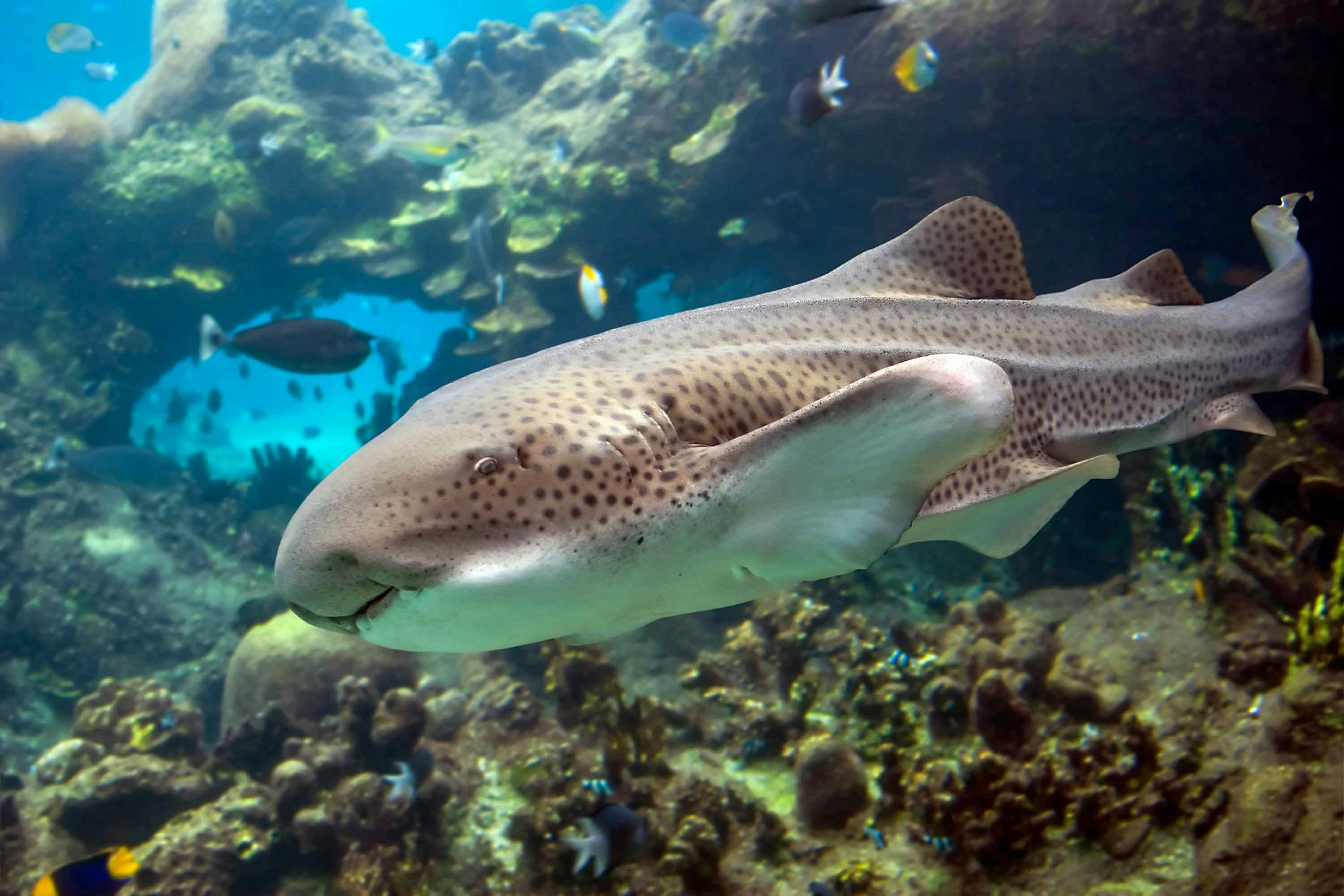 Leopard shark swimming 