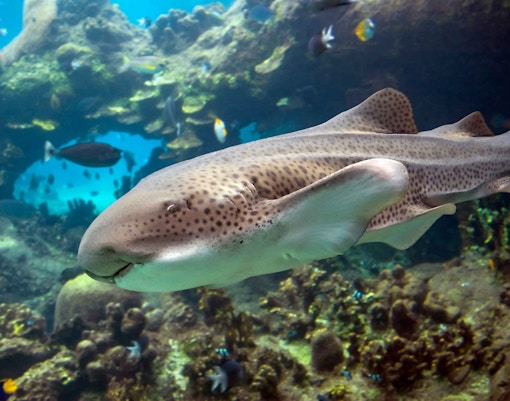 Zebra Shark - S.E.A Aquarium