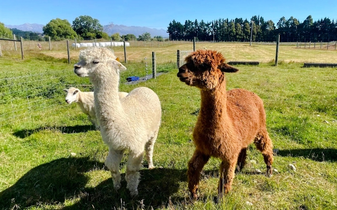 Alpacas grazing in a Queenstown farm setting during a wine tour.