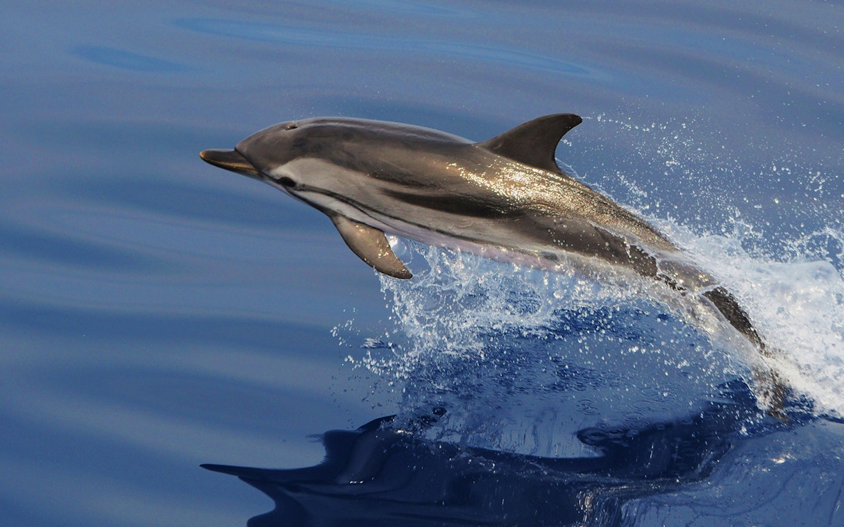 Dolphin leaping from the water during a whale watching tour near Genoa.