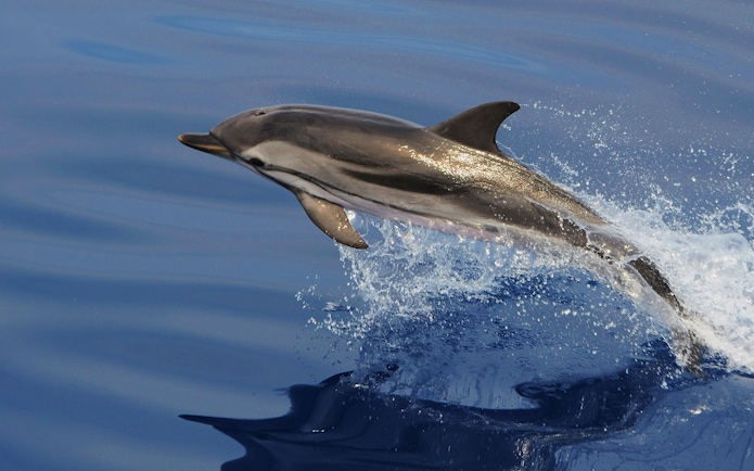 Dolphin leaping from the water during a whale watching tour near Genoa.