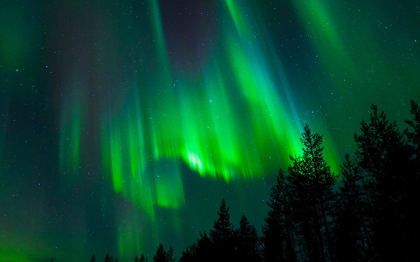 Northern Lights over forest in Tromso, Norway.