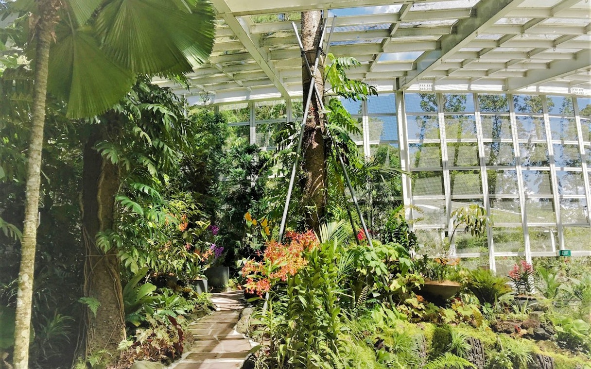 Pathway through lush greenery at Cool House, National Orchid Garden, Singapore.