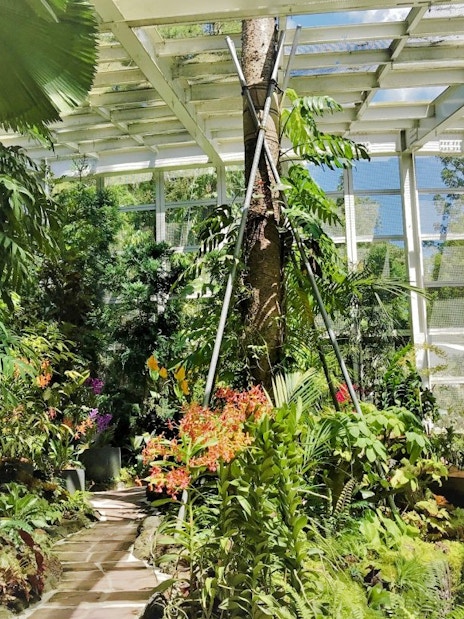 Pathway through lush greenery at Cool House, National Orchid Garden, Singapore.
