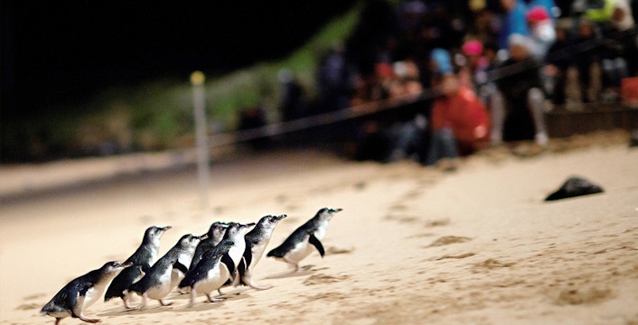 Phillip Island Tours