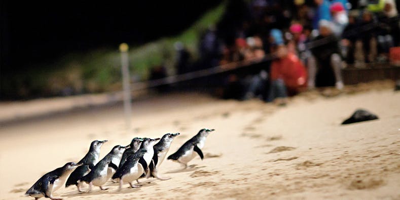 Phillip Island Tours