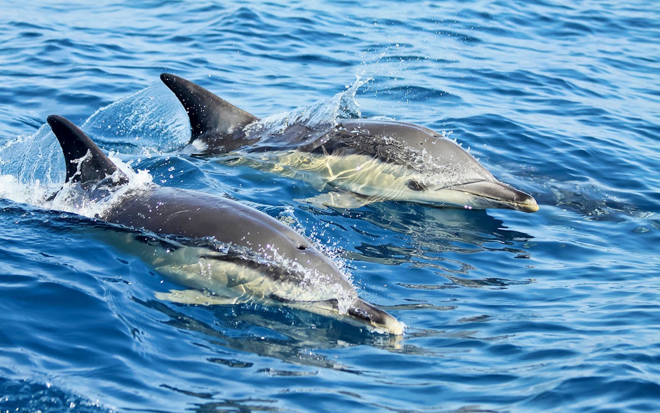 Dolphins swimming in the ocean during a boat tour in Lisbon.