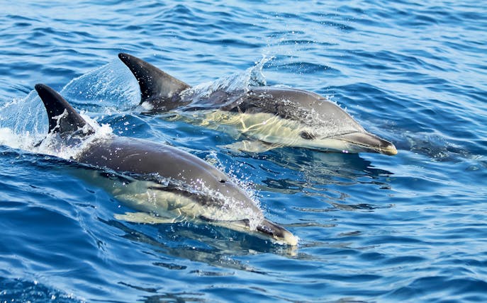 Dolphins swimming in the ocean during a boat tour in Lisbon.