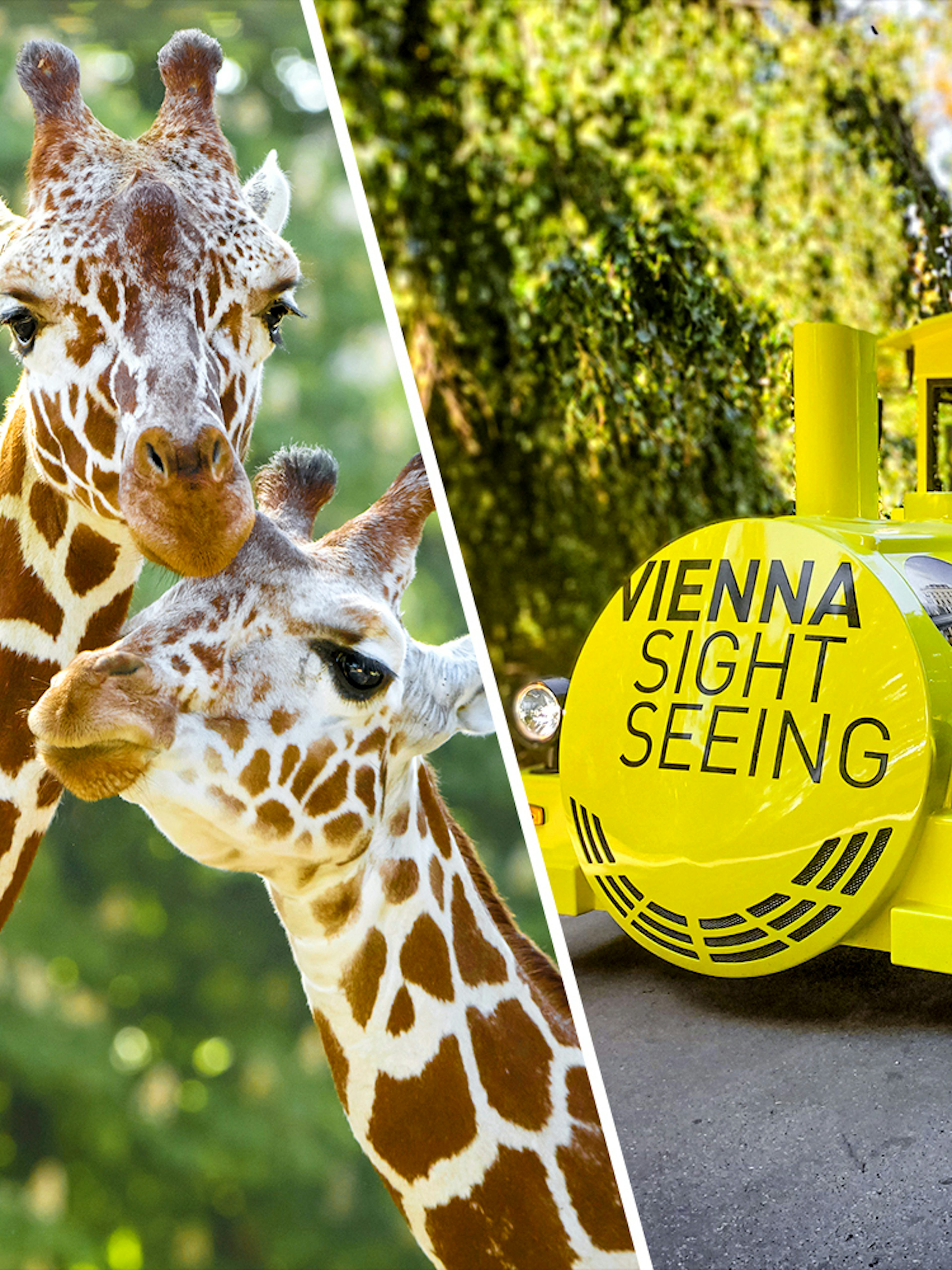 Giraffes at Schönbrunn Zoo and Vienna sightseeing train.