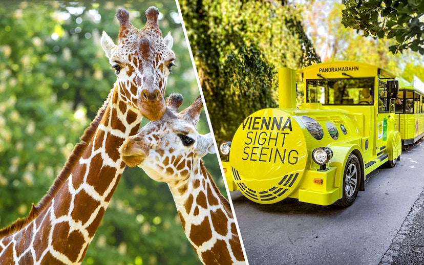 Giraffes at Schönbrunn Zoo and Vienna sightseeing train.