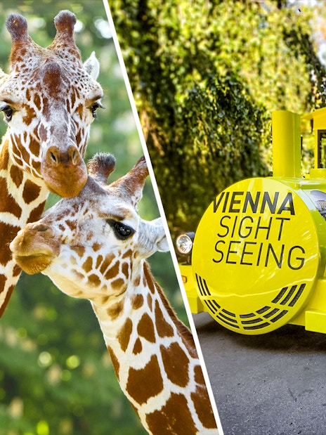Giraffes at Schönbrunn Zoo and Vienna sightseeing train.