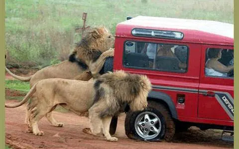 Durban Safari Day Tour: Natal Lion Park, Birds of Prey & Zulu Cultural Sites with Hotel Transfers Image 10