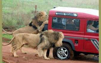 Lions approaching a safari vehicle in Natal Lion Park, Durban.