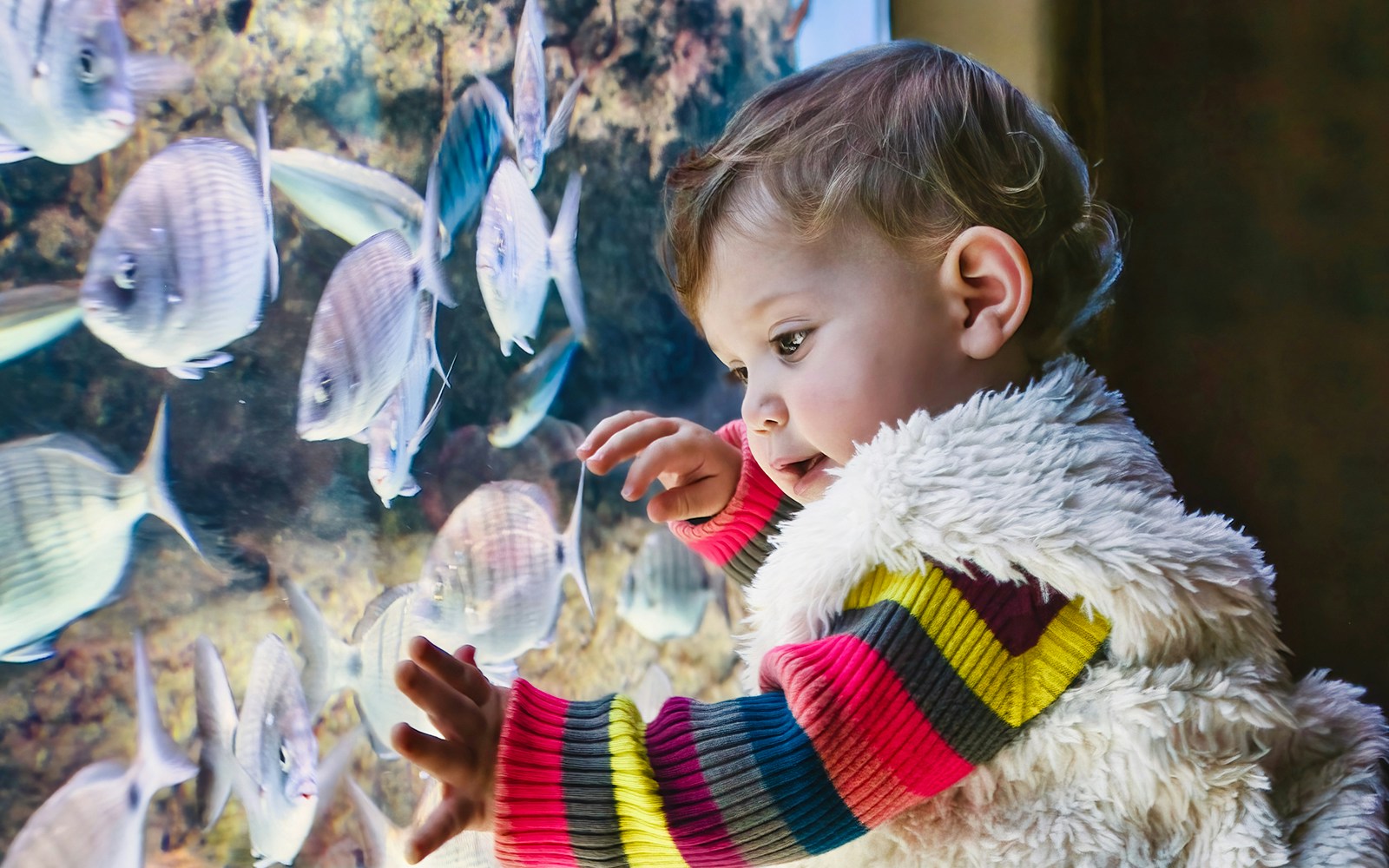 Child observing tropical fish at Genoa Aquarium.