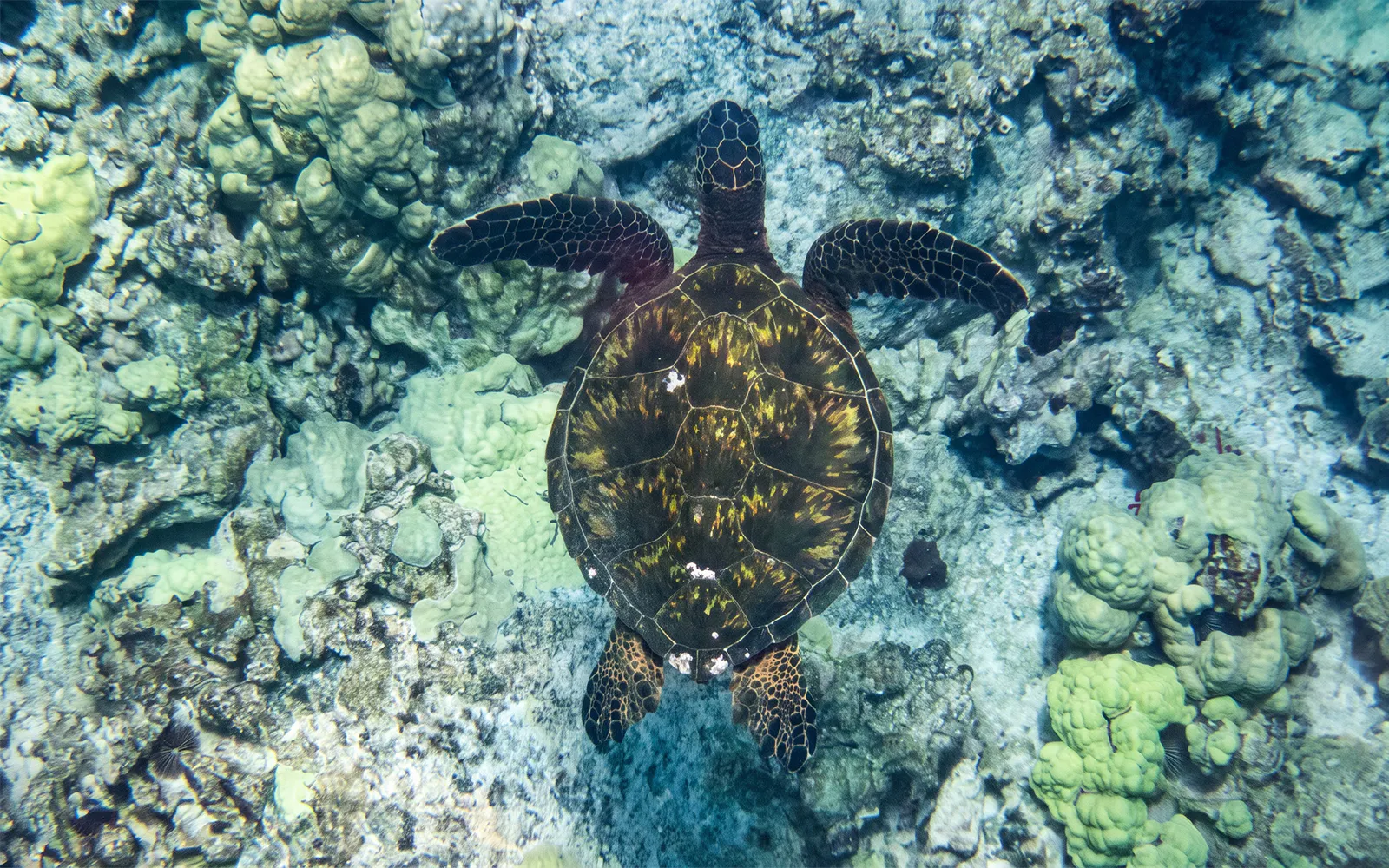 Hawaiian Green Sea Turtle swimming over coral reef in Kona.
