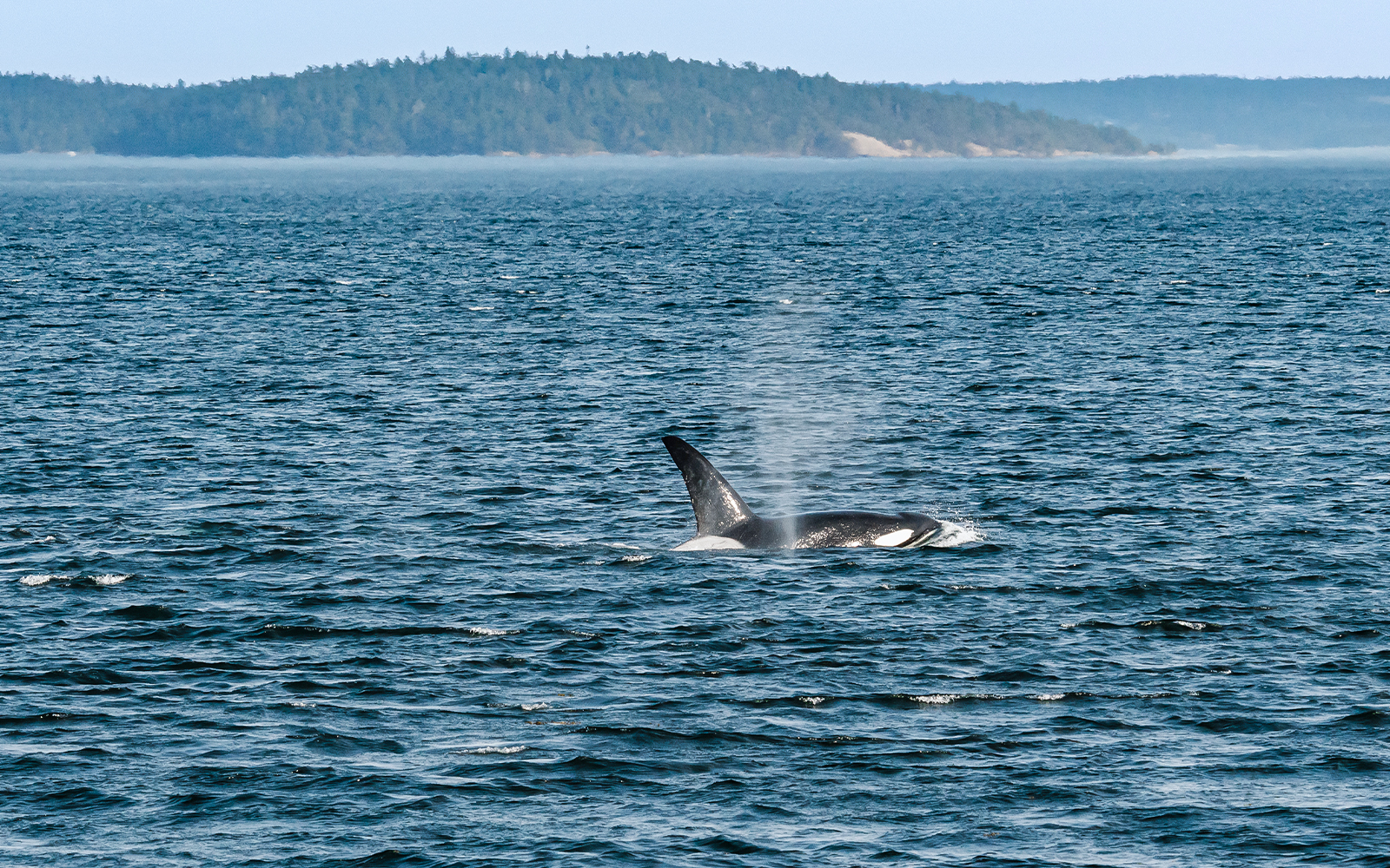 Tour guiado pelo Zodiac para observação de baleias e vida selvagem marinha