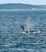 Guided whale watching & marine wildlife Zodiac tour